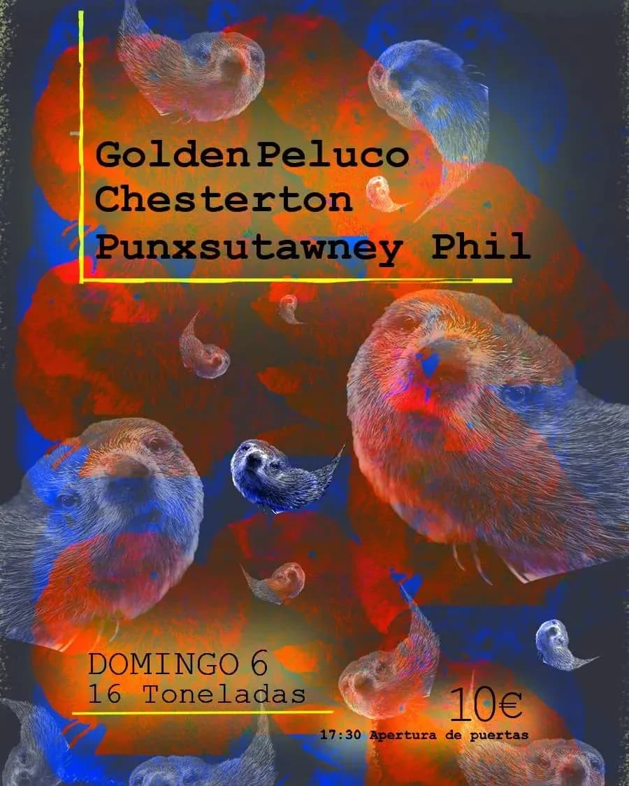 GOLDEN PELUCO + CHESTERTON + PUNXSUTAWNEY PHIL